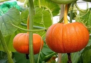 吃瓜事件网红西安,揭秘网络红人的争议瞬间