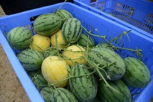 qq网红群吃瓜最新,最新八卦事件大盘点